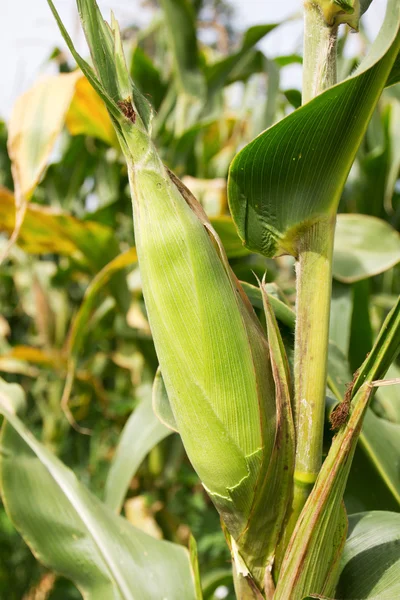 Кукуруза на стебле — стоковое фото