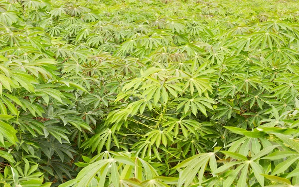 stock image Green of cassava field