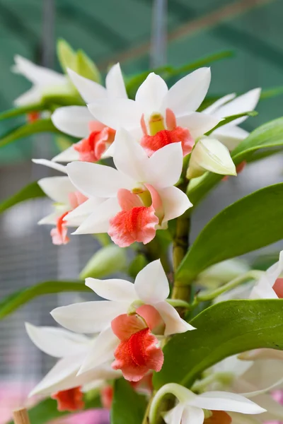 Una orquídea blanca tierna — Foto de Stock