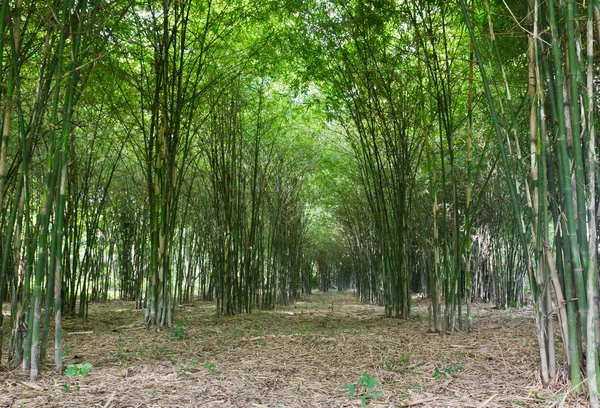 Árvores de bambu — Fotografia de Stock