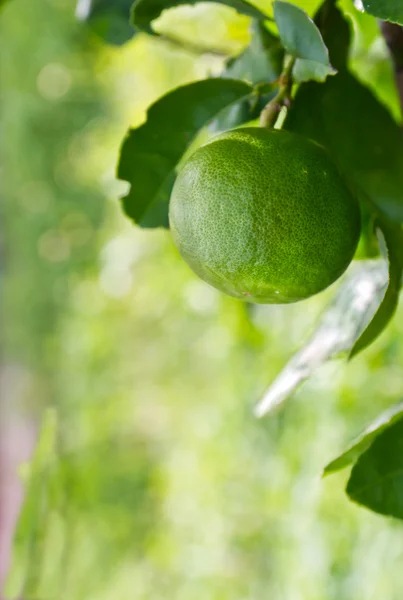 Zöld citrom — Stock Fotó
