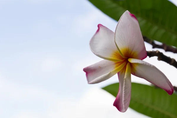 Flor de lan thom — Fotografia de Stock
