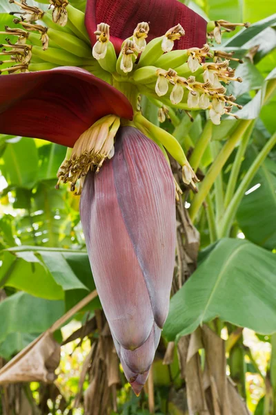 Банан цвіте і букет на дереві — стокове фото