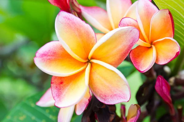 Lan thom orange flower — Stock Photo, Image