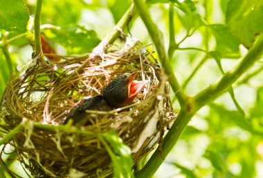 Bebek robins bir yuvaya