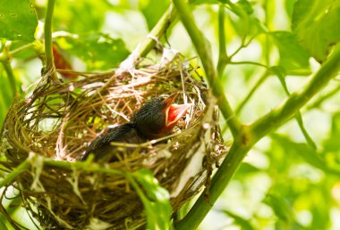 Baby Robins in a nest clipart