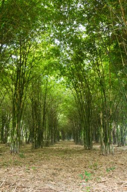 Bambu ağaçları büyüyor