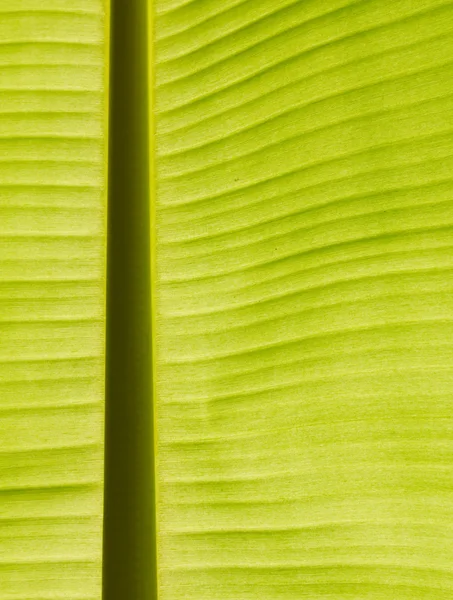 Stock image Back lit fresh green banana leaf