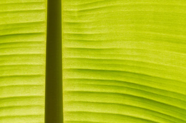 stock image Back lit fresh green banana leaf