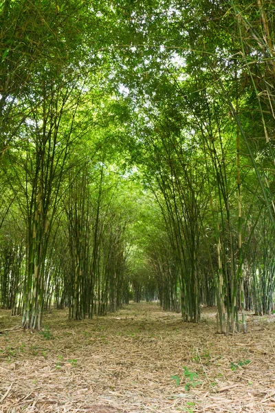Бамбуковые деревья растут — стоковое фото