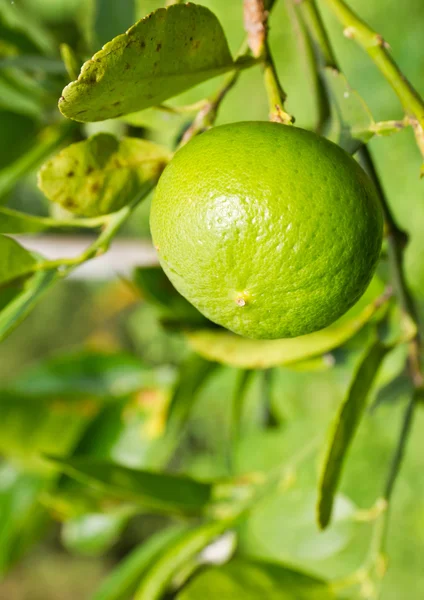 木の上の緑のレモン — ストック写真
