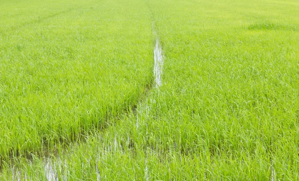 Зеленые рисовые поля — стоковое фото