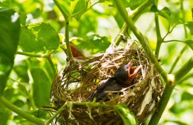 Bebek robins bir yuvaya