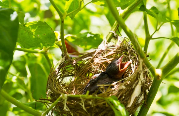 Baby Robins em um ninho — Fotografia de Stock