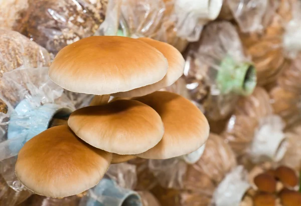 Funghi dell'agrocybe cycindracea — Foto Stock