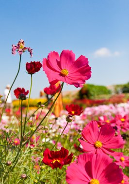 Kozmos çiçekleri blooming Bahçe