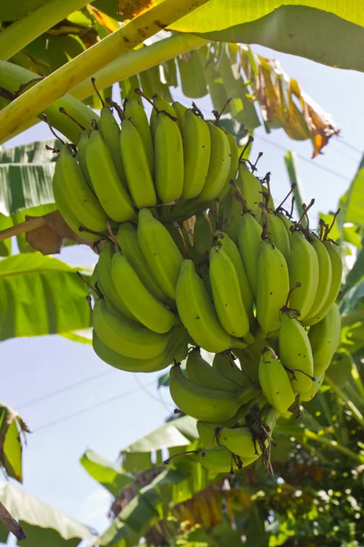 Grüne junge Bananen — Stockfoto