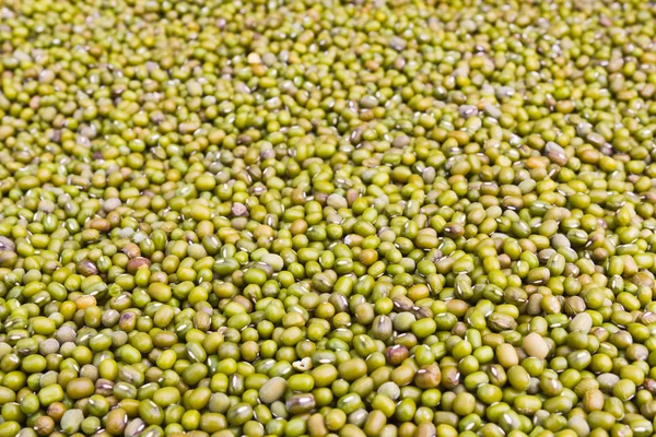 Zelené fazole Mungo — Stock fotografie