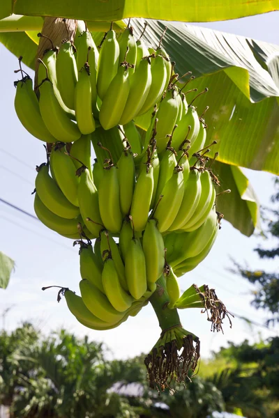 Gröna unga bananer — Stockfoto