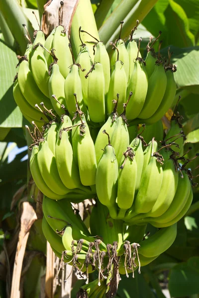 Plátanos verdes jóvenes — Foto de Stock