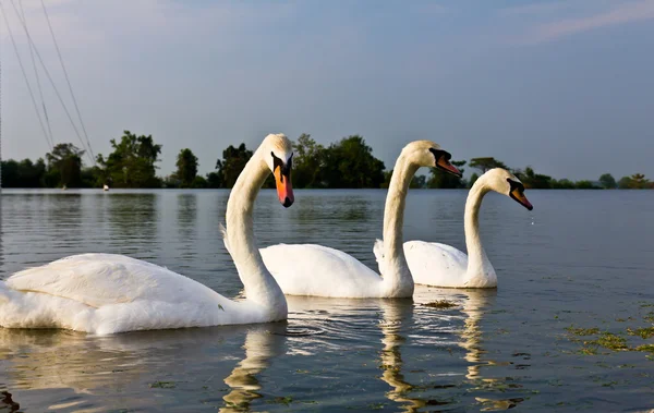 stock image White swans