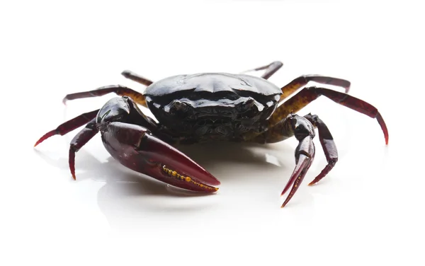 Nahaufnahme von Krabben — Stockfoto