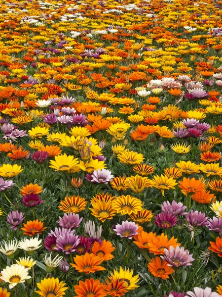 Immense field of flowers — Stock Photo, Image