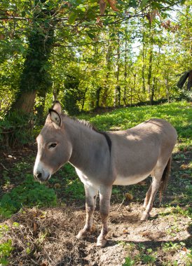 Eşek