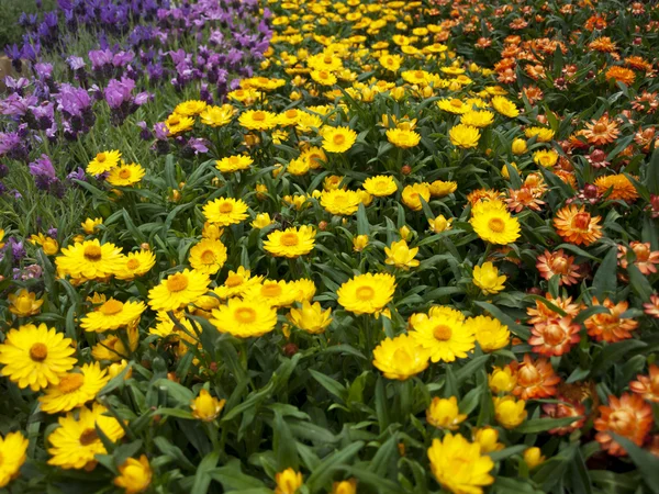 Ogromne pole kwiatów — Zdjęcie stockowe