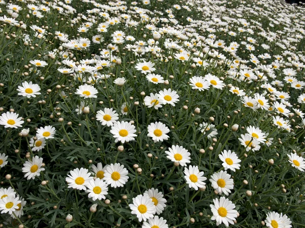 Immenso campo di fiori — Foto Stock