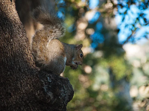 Squirrel eating a nut on the shaft — Stock Photo, Image
