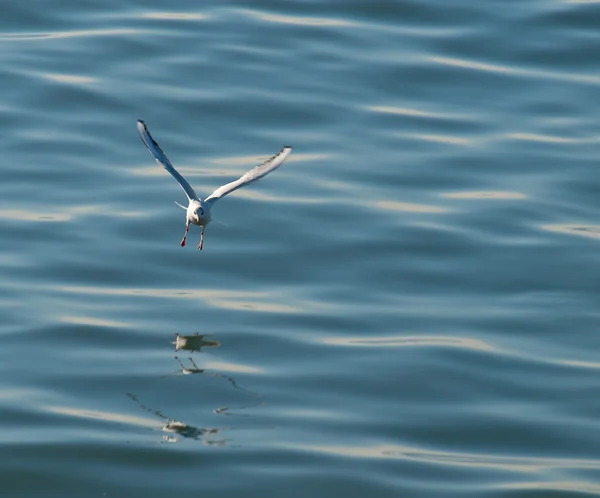Чайка скользит и отражается на воде моря — стоковое фото