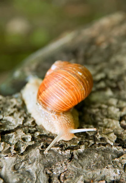 Crawling snail — Stock Photo, Image