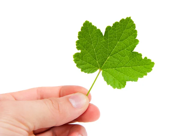 stock image Green leaf