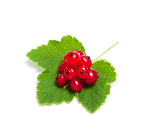 stock image Red currant