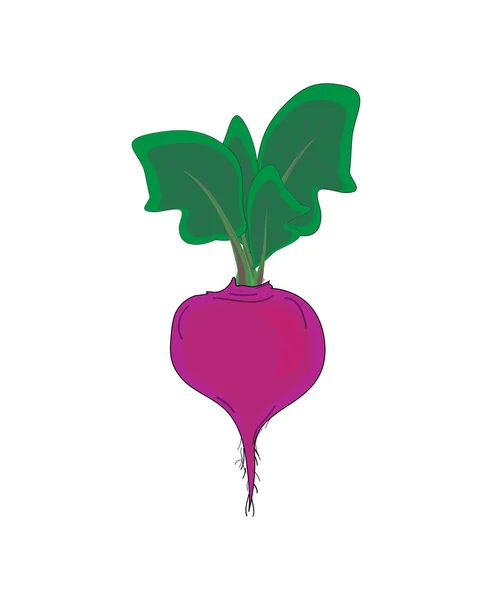 Gemüse, Rüben mit grünen Blättern, Vektor — Stockvektor