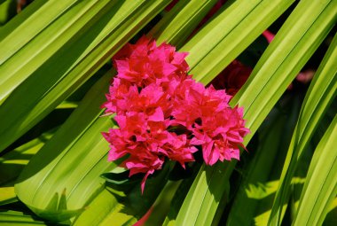 Flora (Seychellen)