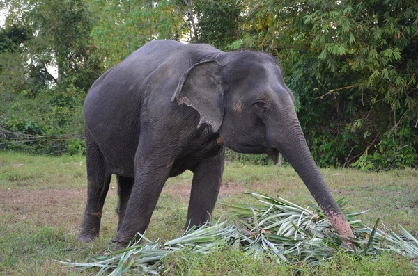 Elefant (Thailand) — Stock Photo, Image