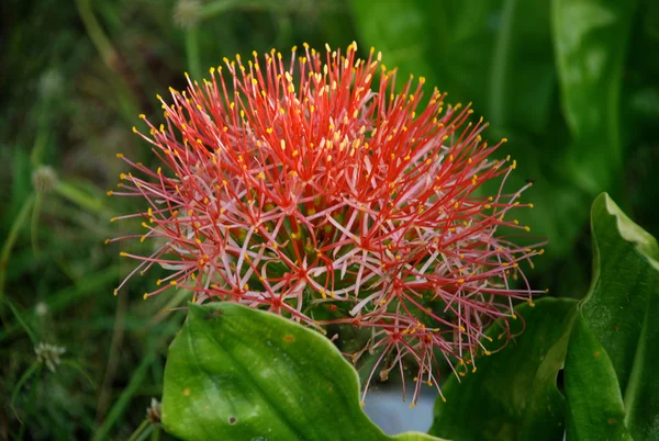 Flora (Seychellen) ) — Foto Stock
