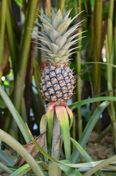 Ananaspflanze (タイ) — ストック写真
