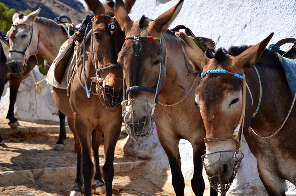 stock image Maultiere in Santorin - Griechenland