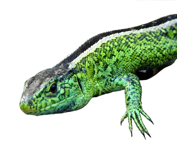 Little green lizards — Stock Photo, Image