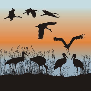 Storks vector clipart