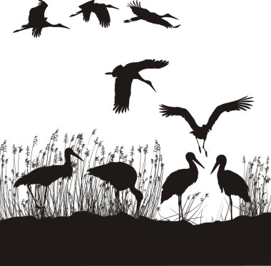 Storks in peat clipart