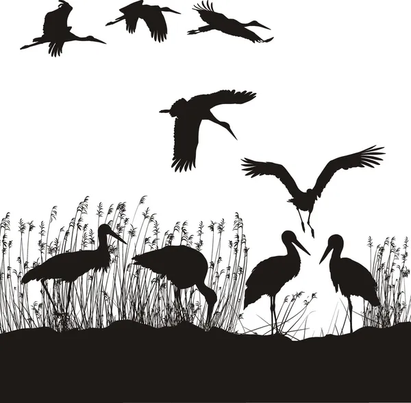 Storks in peat — Stock Vector