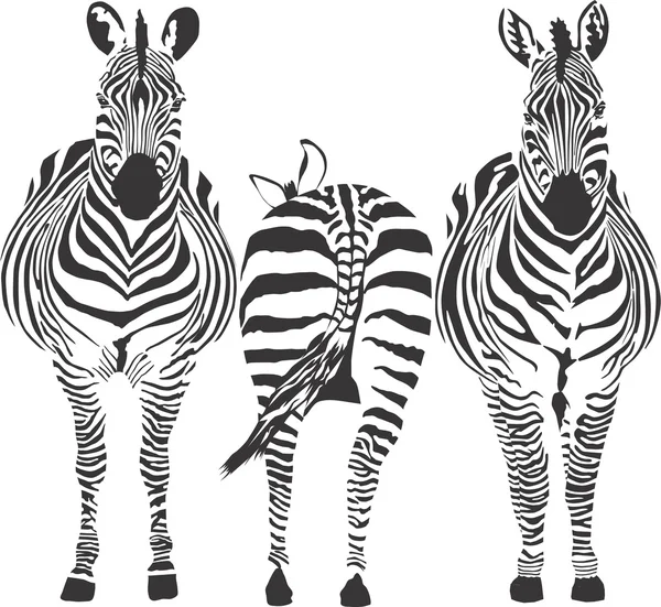 Zebras — Stock Vector