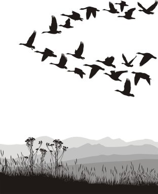 Migrating geese in the spring and autumn clipart