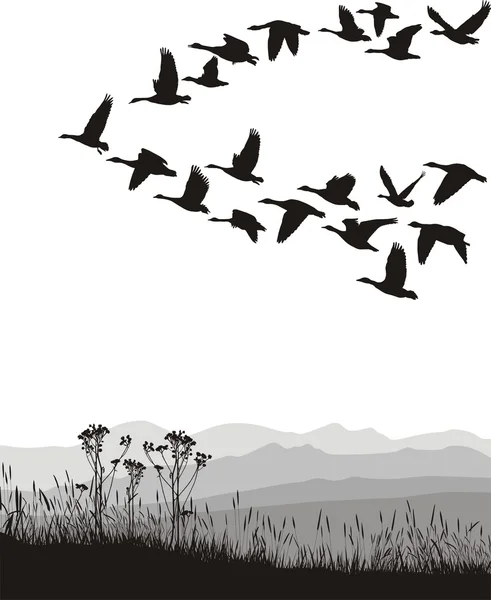 Migrating geese in the spring and autumn — Stock Vector