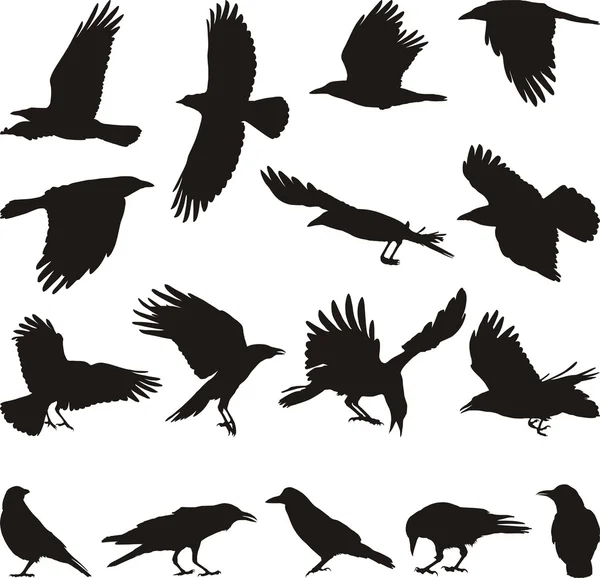 Carrion crow — Stock Vector