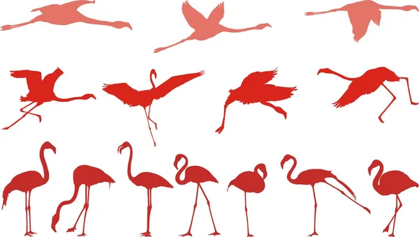 Pembe flamingo, vektörler kümesi — Stok Vektör